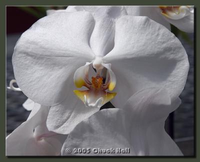 White Orchid