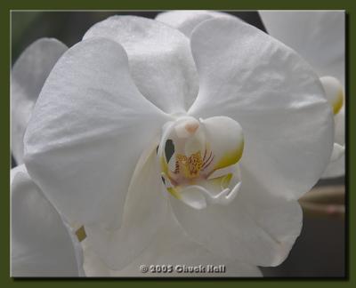 White Orchid