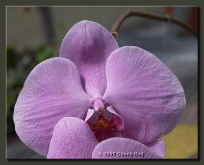 Mauve Orchid