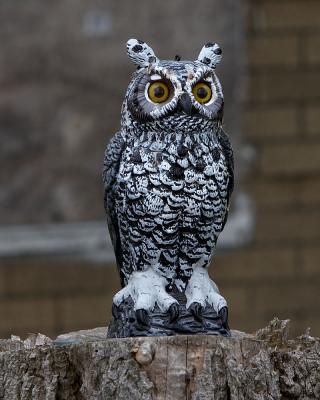 Stumped Owl