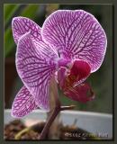 Magenta Orchid