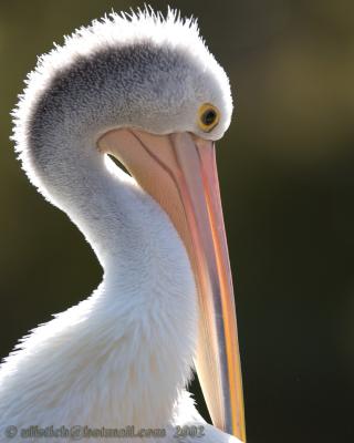 Pelikan in Perth Australia