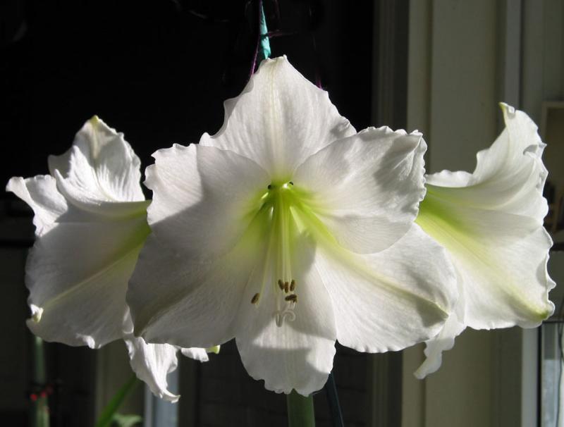 White Amaryllis