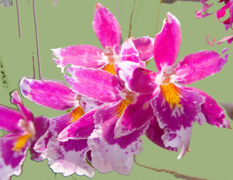 Orchids