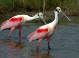 April 18 2005 Reseate Spoonbill Rockport Texas