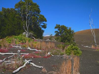 Devastation Trail #2