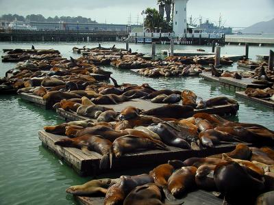 Cal. Sea Lion  #1