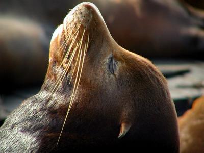 Sea Lion Sun Worshiper
