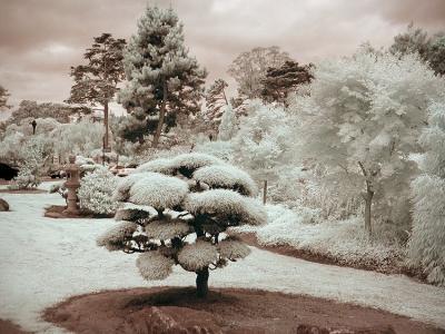 Golden Gate Park IR-2