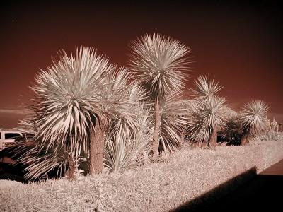 Golden Gate Park IR-4