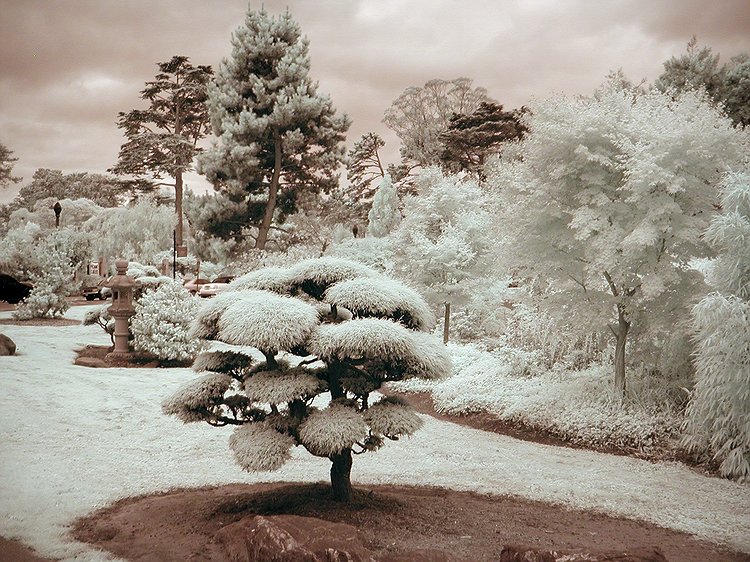 Golden Gate Park IR #1