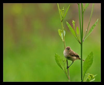 Munia
