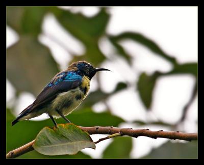  Purple Sunbird