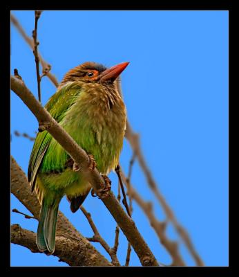 Brown Headed Barbet I