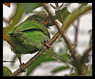 Brown Headed Barbet III