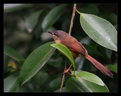 Rofous Bellied Babbler I