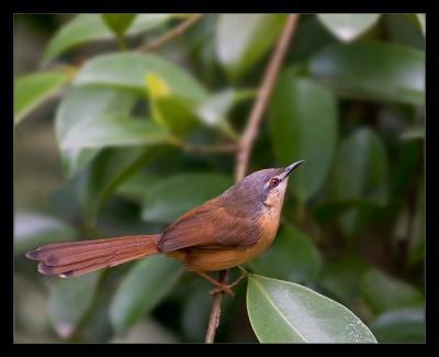Rofous Bellied Babbler II