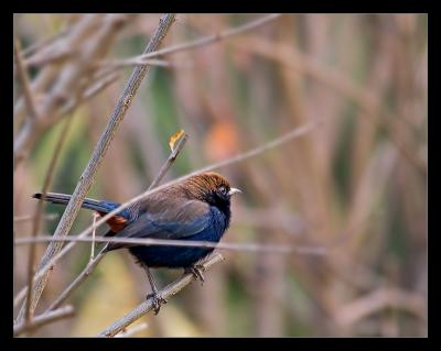 Male Indian Robin I