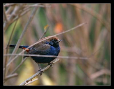 Male Indian Robin II