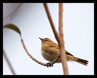 ChiffChaff