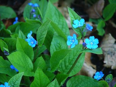 Forget me Not - Forglem mei ei- Tysk Frimurersymbol under WW2