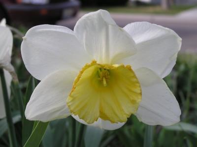 Trimmers' daffodil smallfile P4170003.JPG