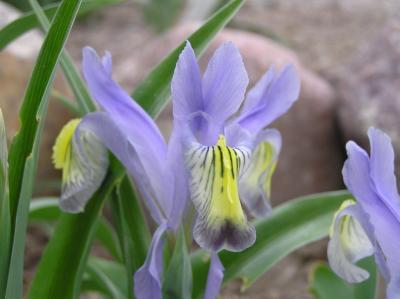 Trimmers' Irises smallfile P4170017.JPG
