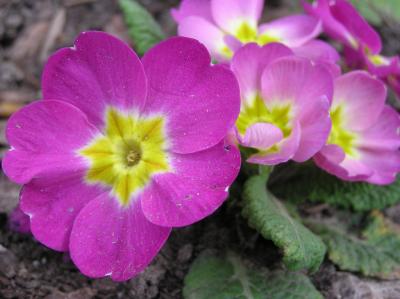 Trimmers primroses smallfile P4170006.JPG