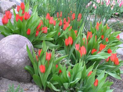 Trimmers tulips smallfile P4170015.JPG