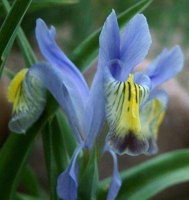 Ken and Joann Trimmer's Irises smallfile DSCF0002.JPG