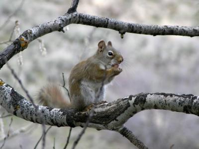 red squirrel DSCN6038.JPG