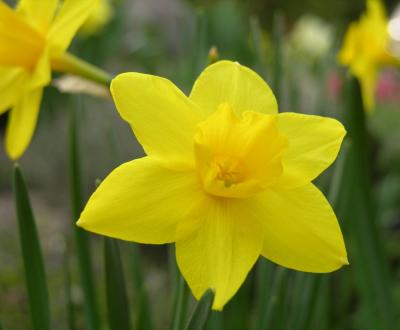 Trimmers daffodil DSCN6039.JPG