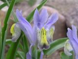 Trimmers Irises smallfile P4170017.JPG