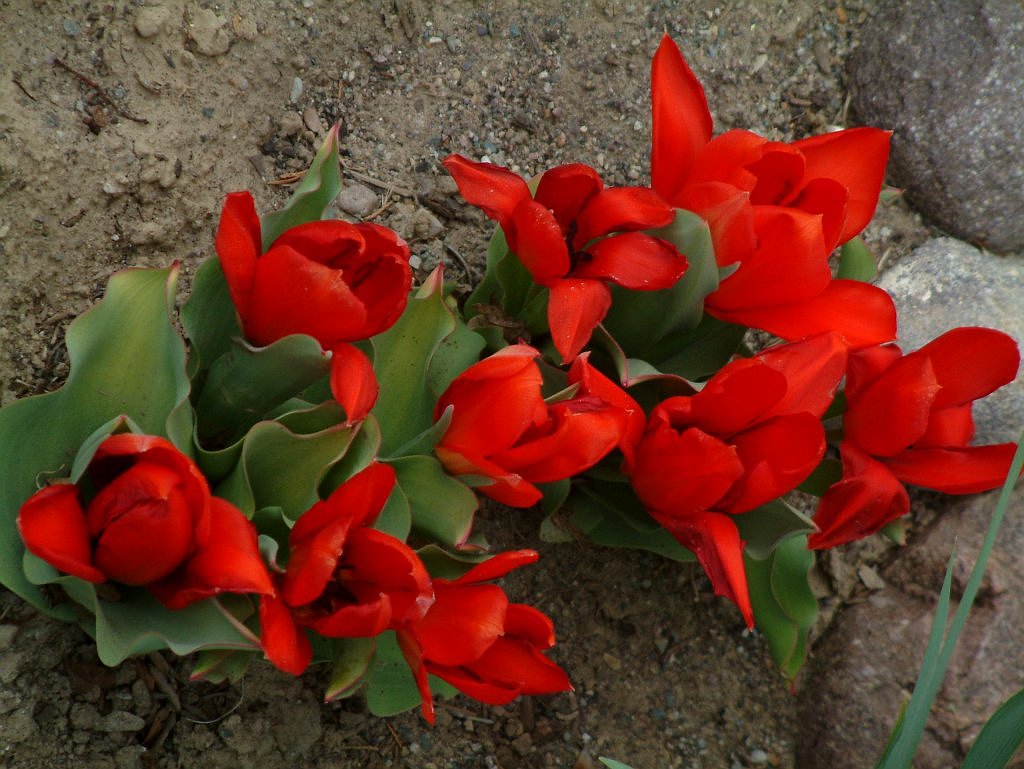 Ken and Joann Trimmers tulips smallfile DSCF0015.JPG