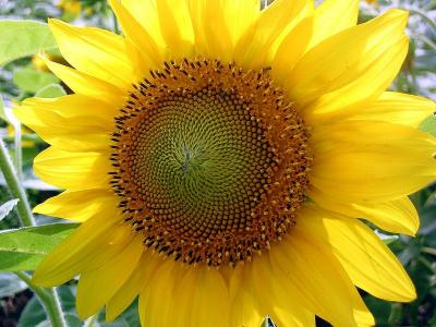 Sunflower, Vrsac