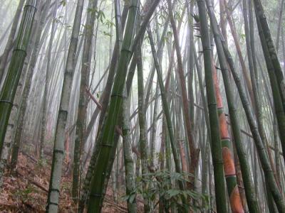 forest_and_flowers