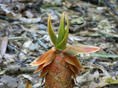 Bamboo-shoot.jpg