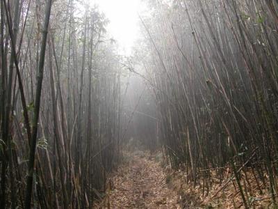 Mist bammboo forest at 2900m a.s.l.jpg