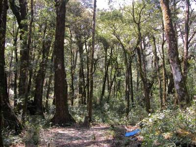 Forest at 2100m a.s.l.jpg