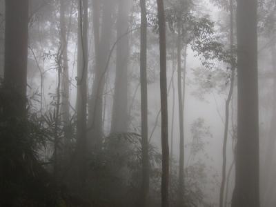 Mist forest.jpg