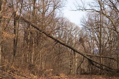 Winter Wood 2.jpg