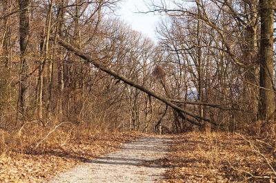Winter Wood 1.jpg