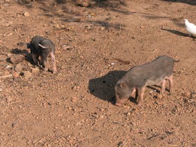 Piglets rooting