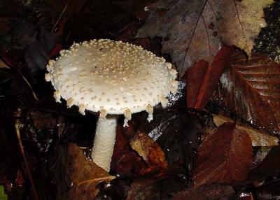 Amanita sp.