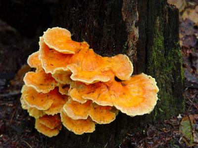 Chicken of the Woods 1