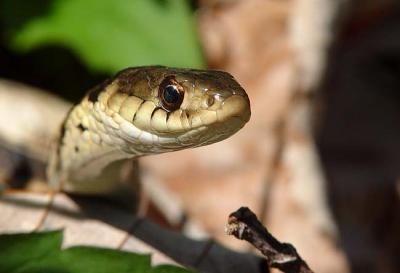 Garter Snake 2