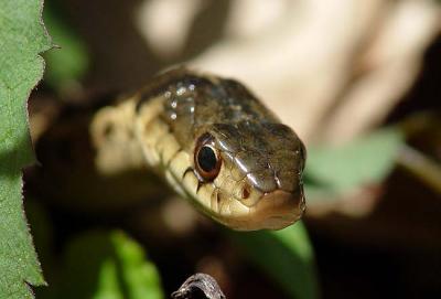 Garter Snake 3