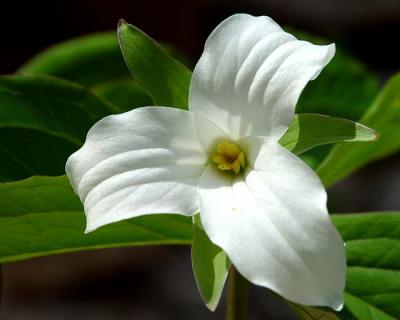 Large White Trillium 4