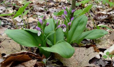 Showy Orchis 1