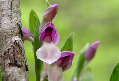 Showy Orchis 2